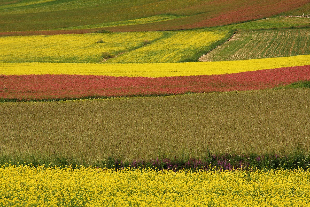 Colori a Castelluccio