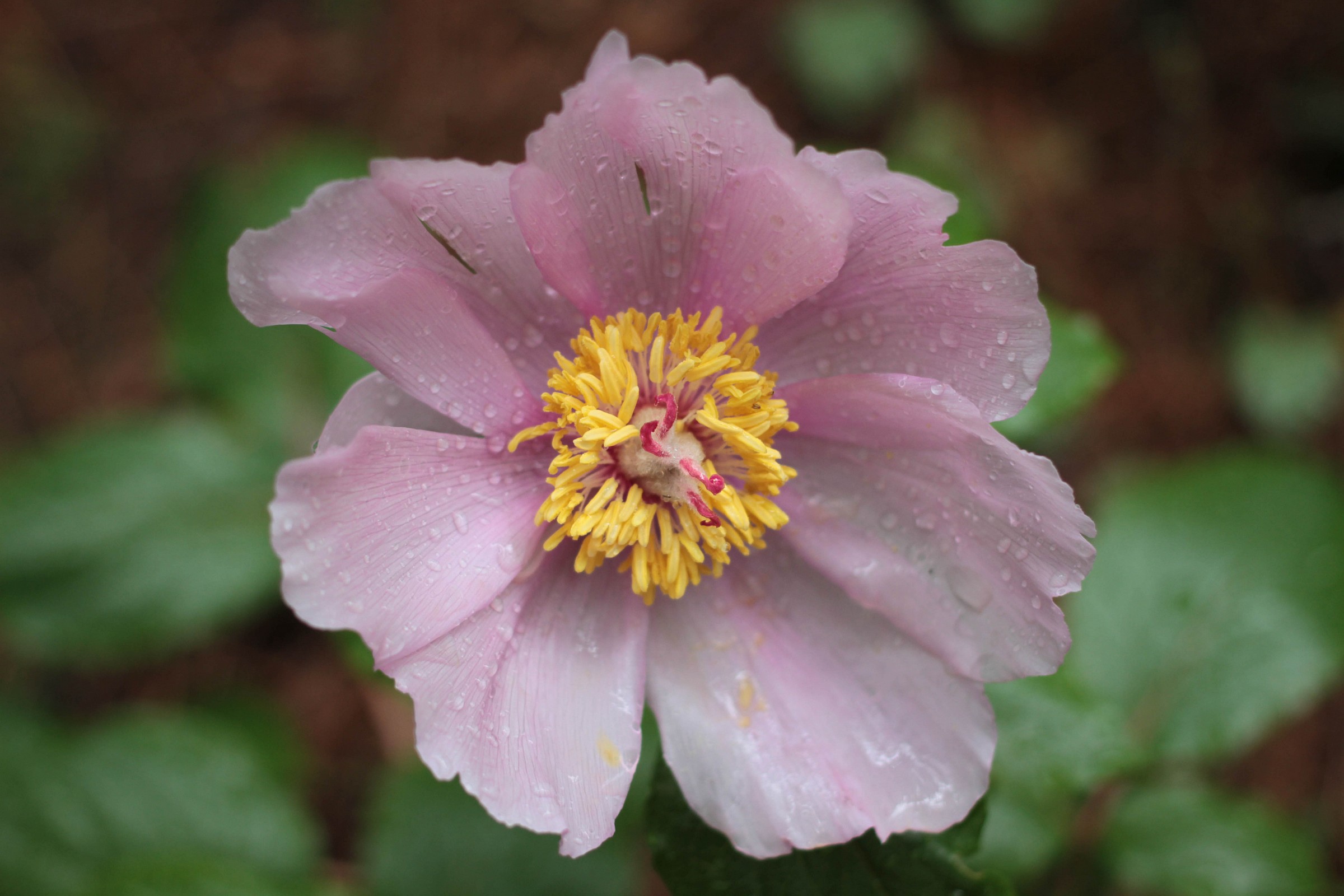 La rosa di Montagna, Gennargentu