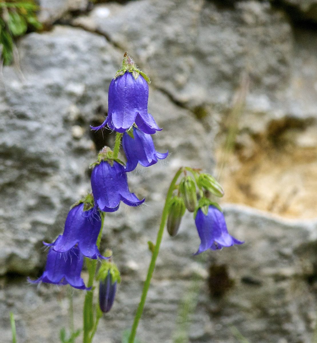 Campanula soldanina.Campanula cochlearifolia.