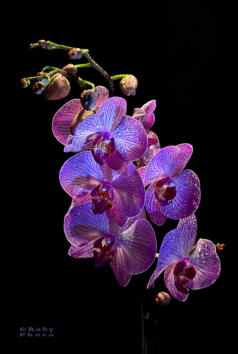 phalaenopsis kaleidoscope