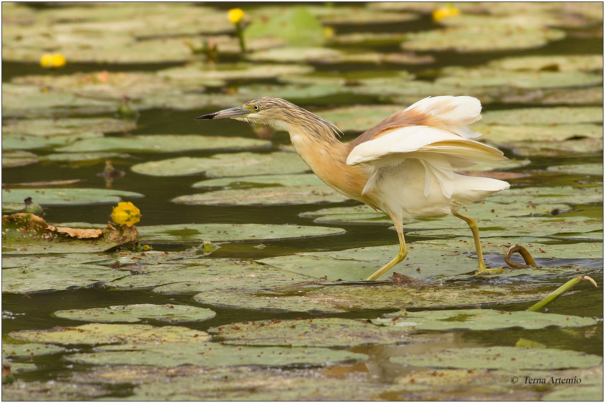 Sgarza Ciuffetto (Ardeola ralloides)