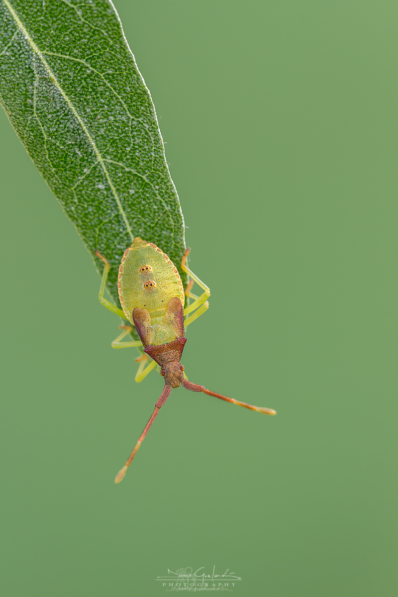 Nymph of Gonocerus Acuteangulatus