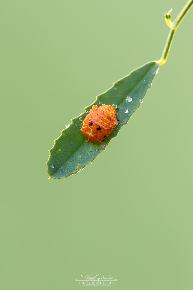 Ladybug Pupa