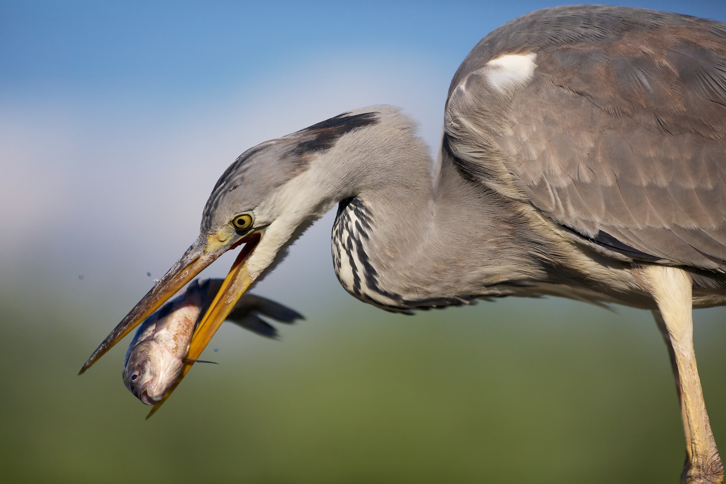 Grey heron fishing