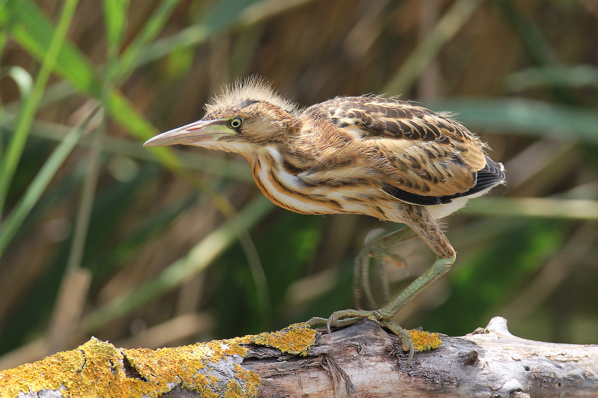 Chicken Little Bittern