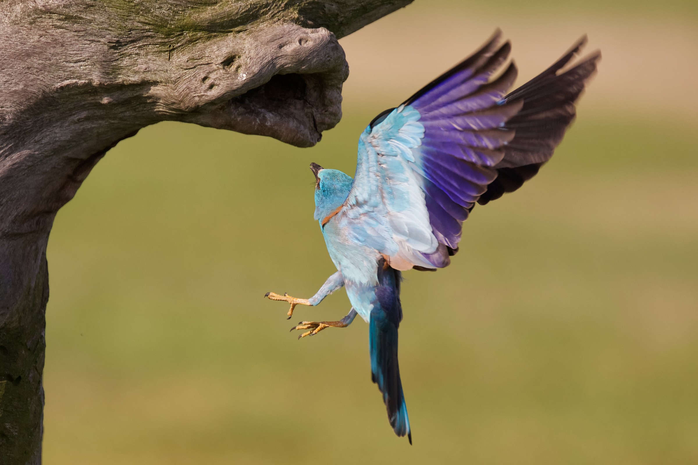 European roller return to the nest