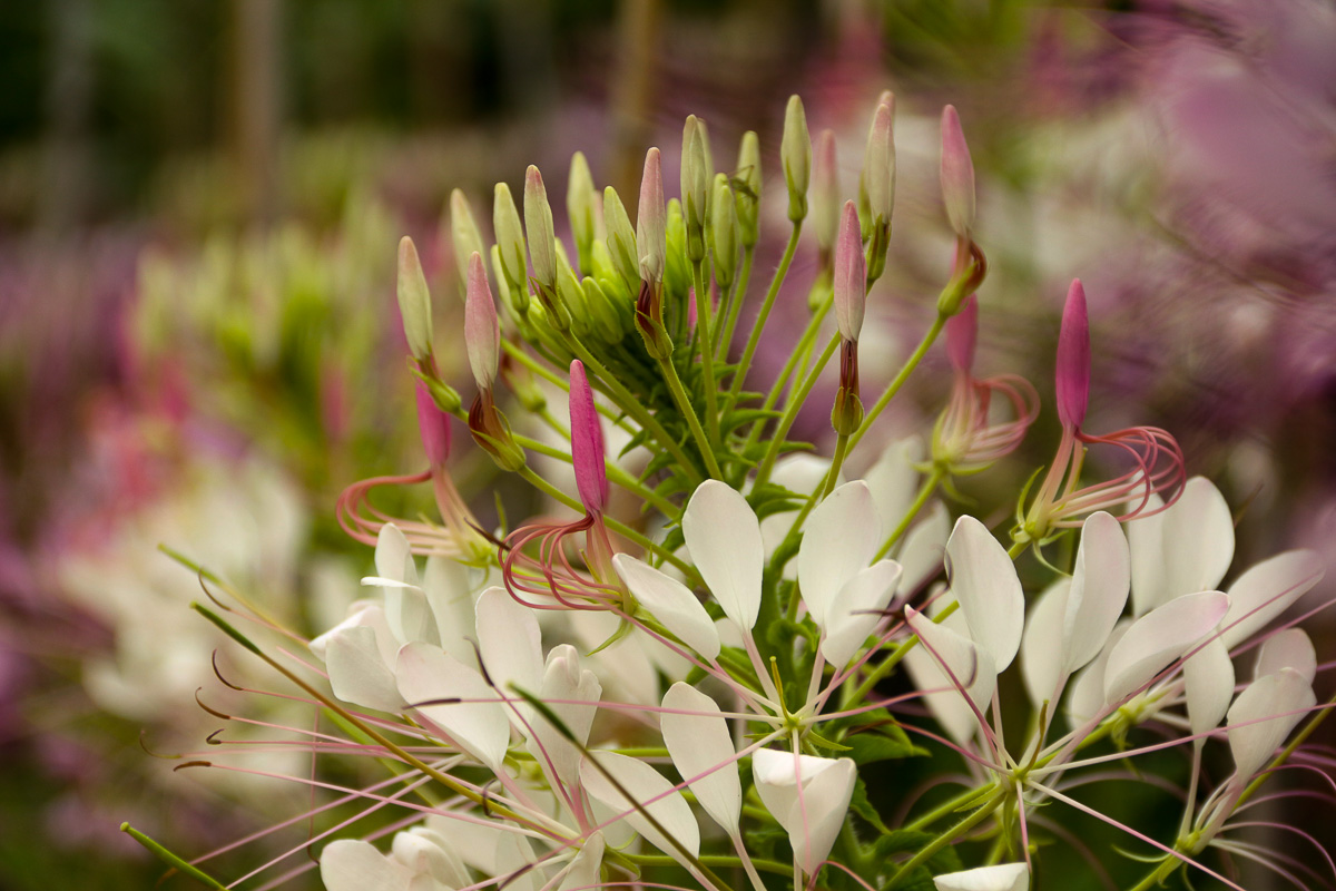 Fade to white flowers