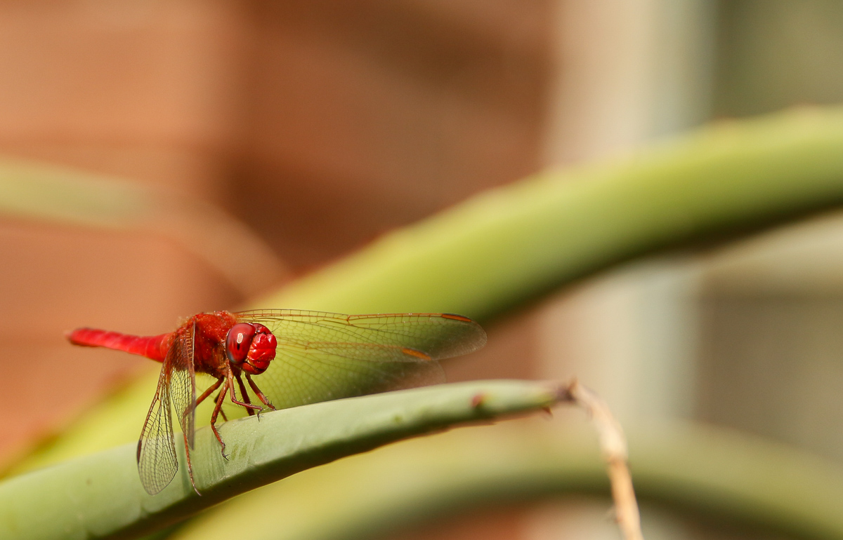Red Dragonfly