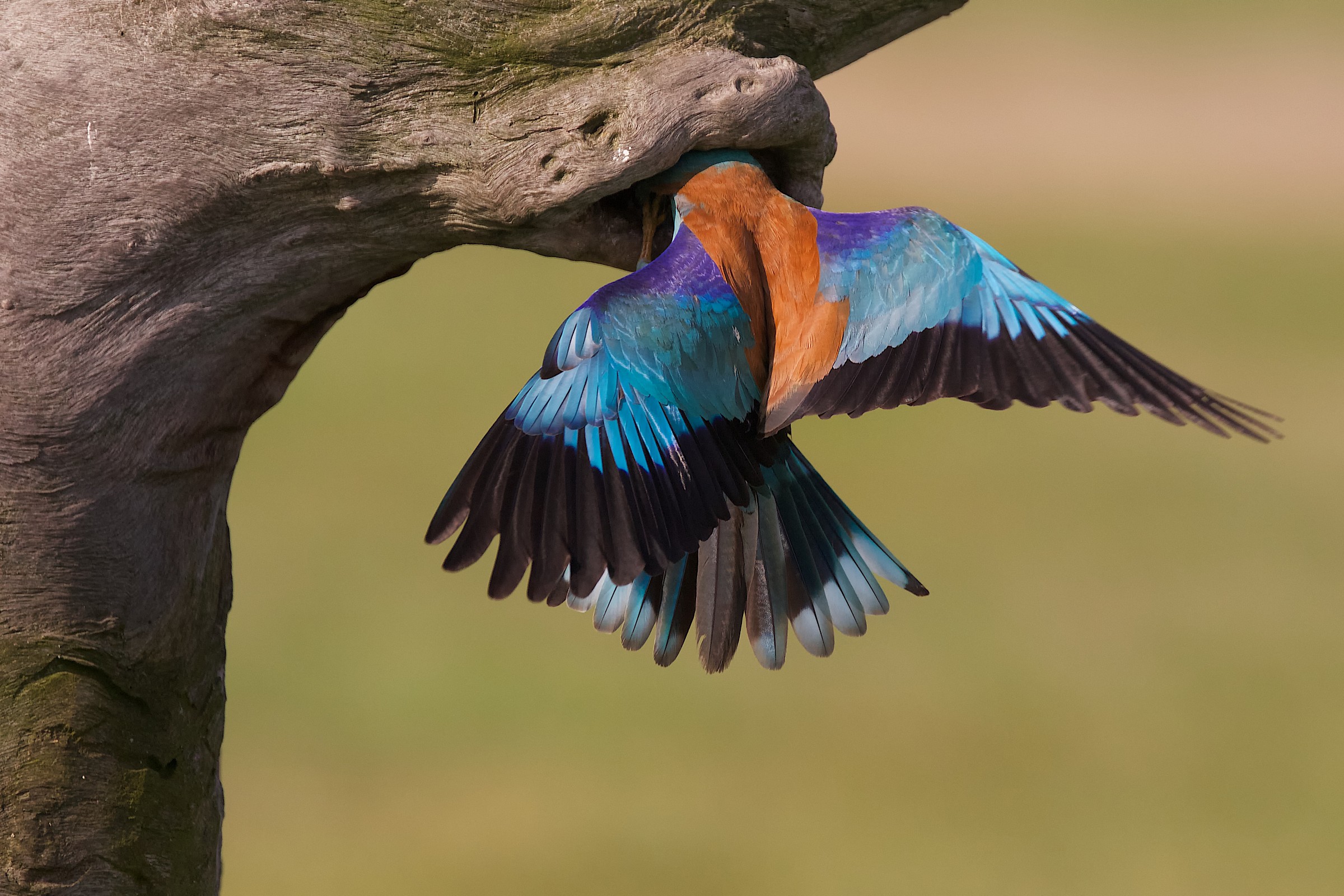 European roller return to the nest