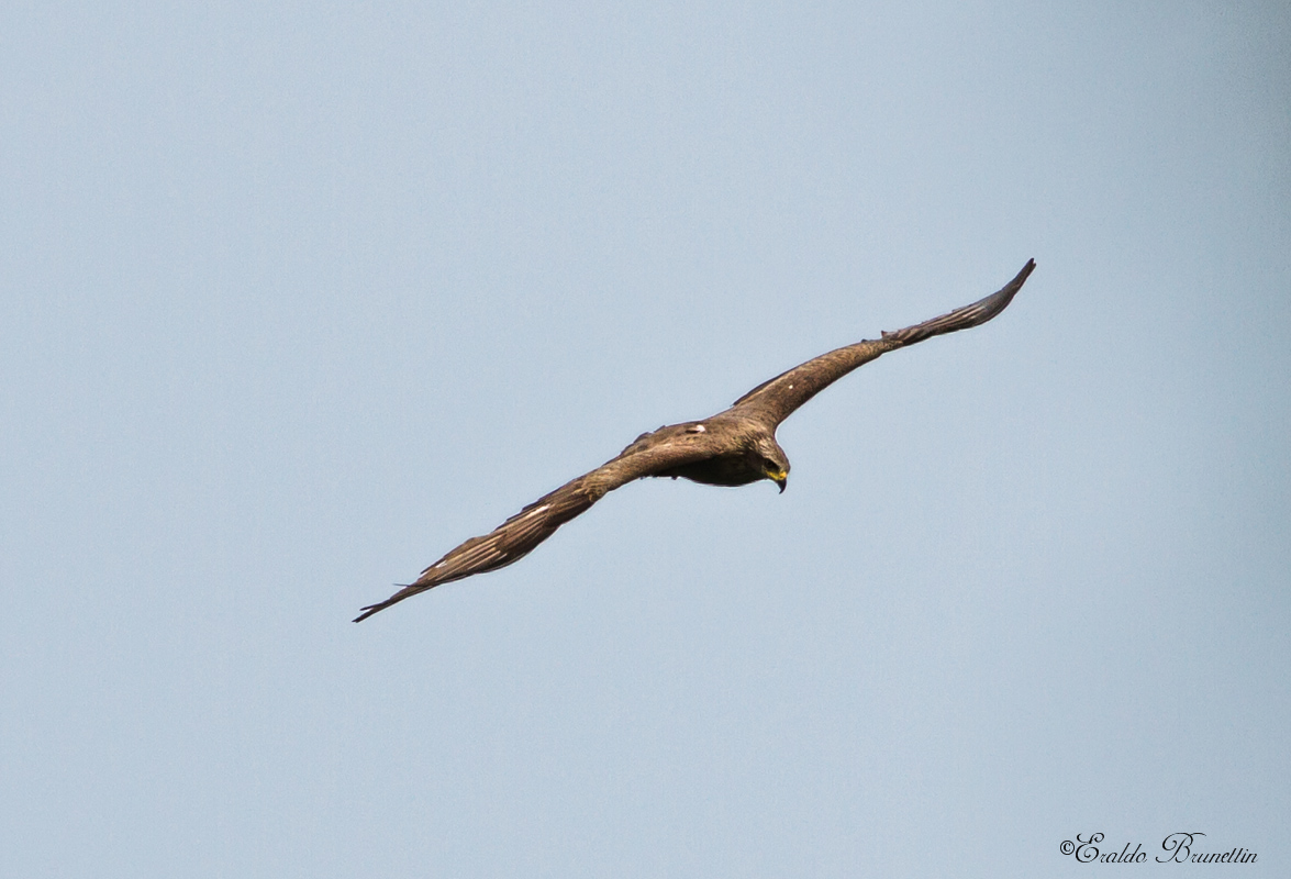 Black kite (Milvus migrans)