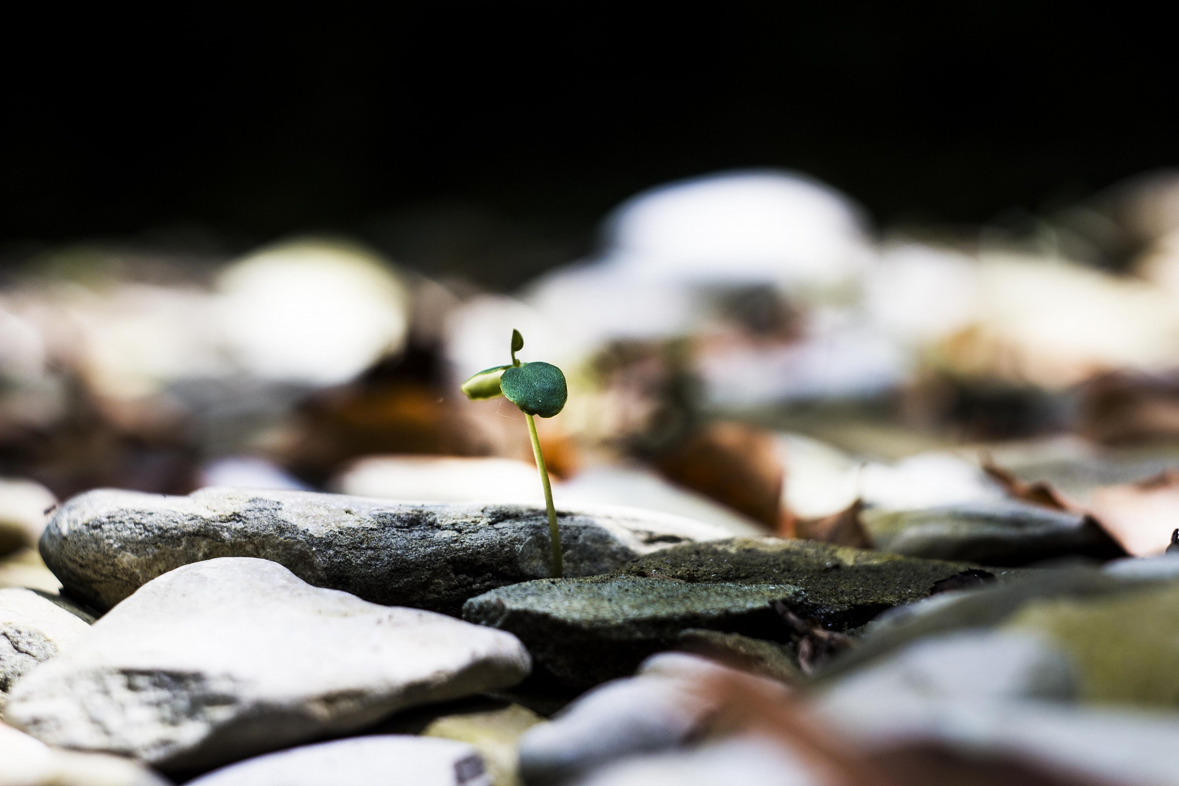 Il germoglio rinascente