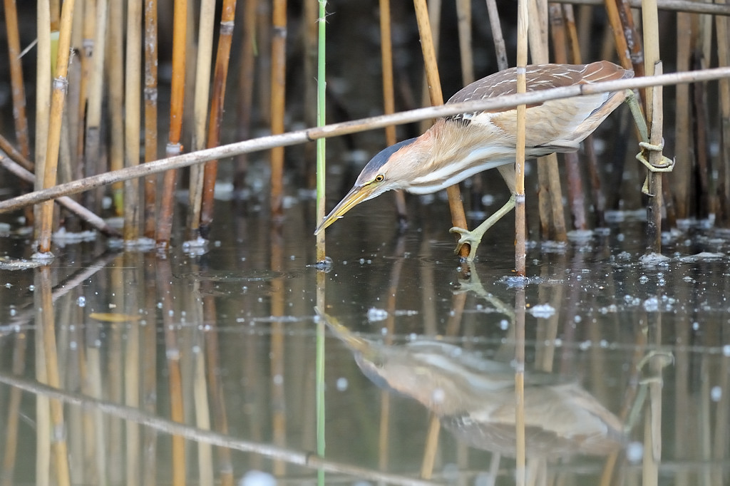 Trabusina in hunting