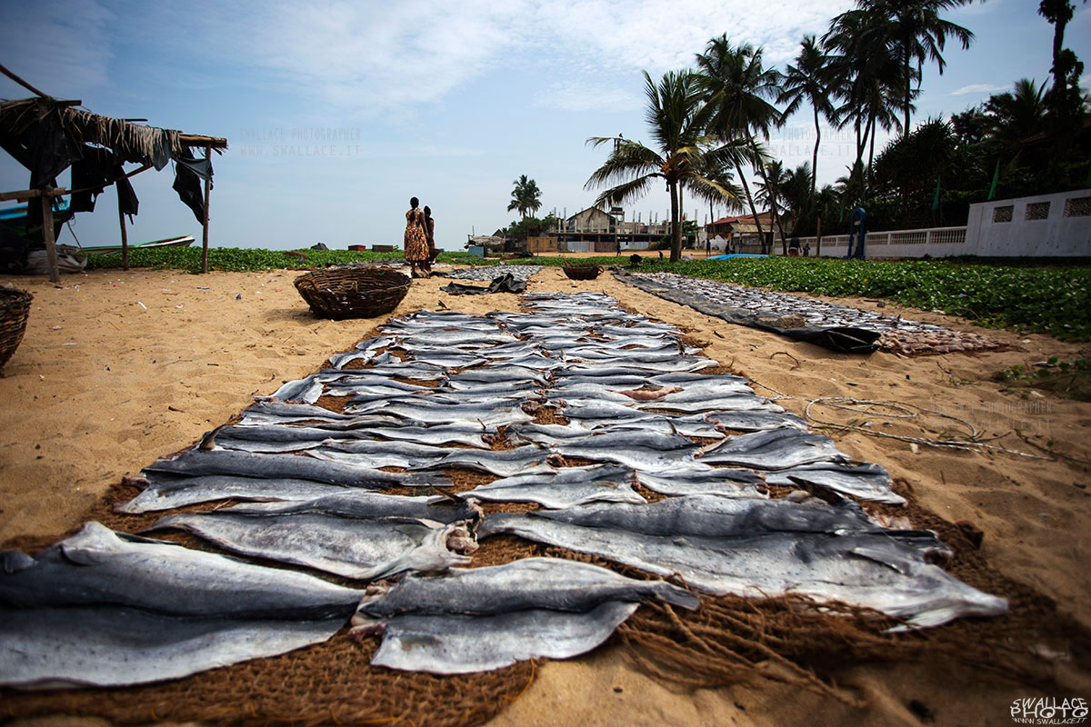 Negombo Fish