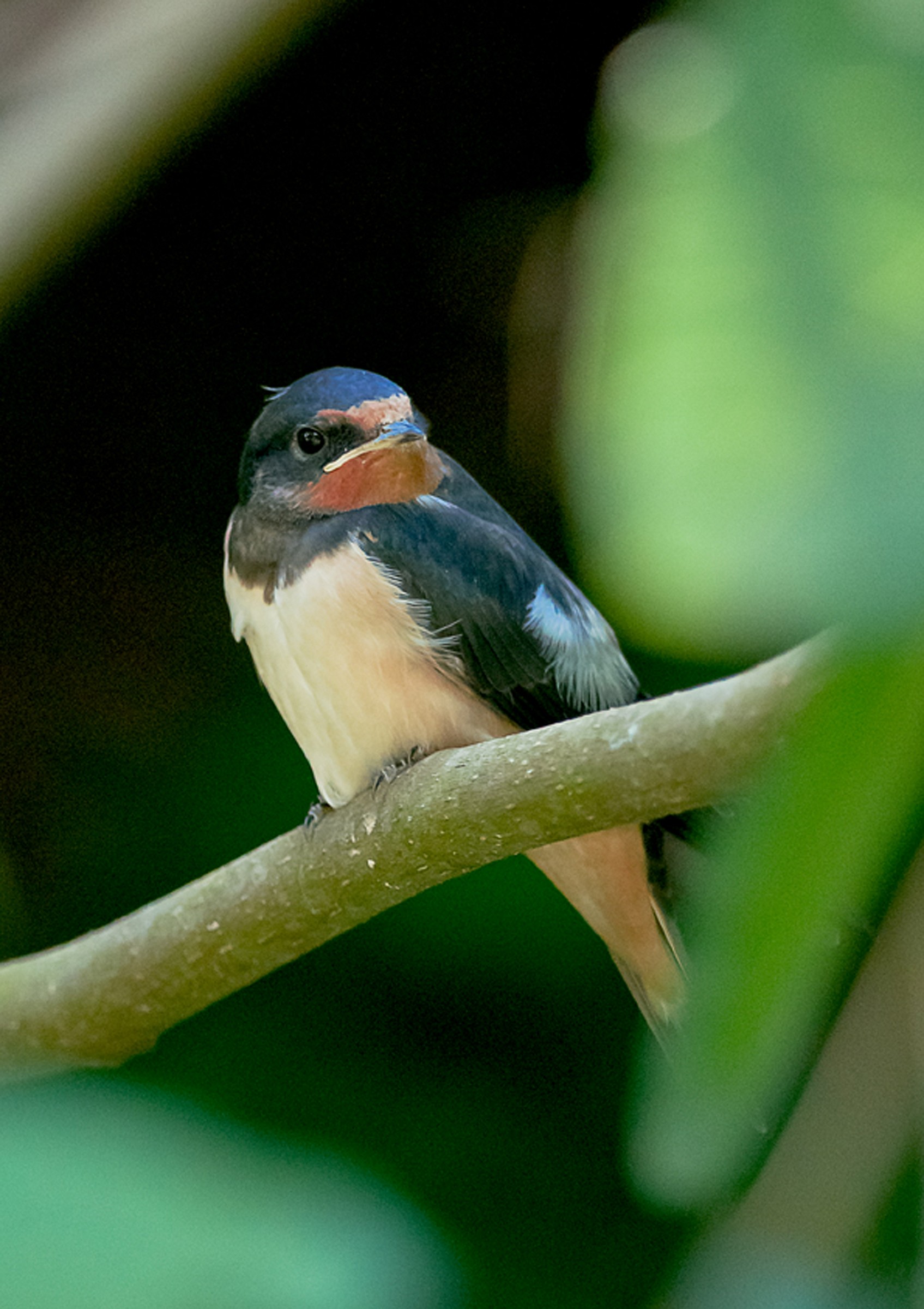 Swallow