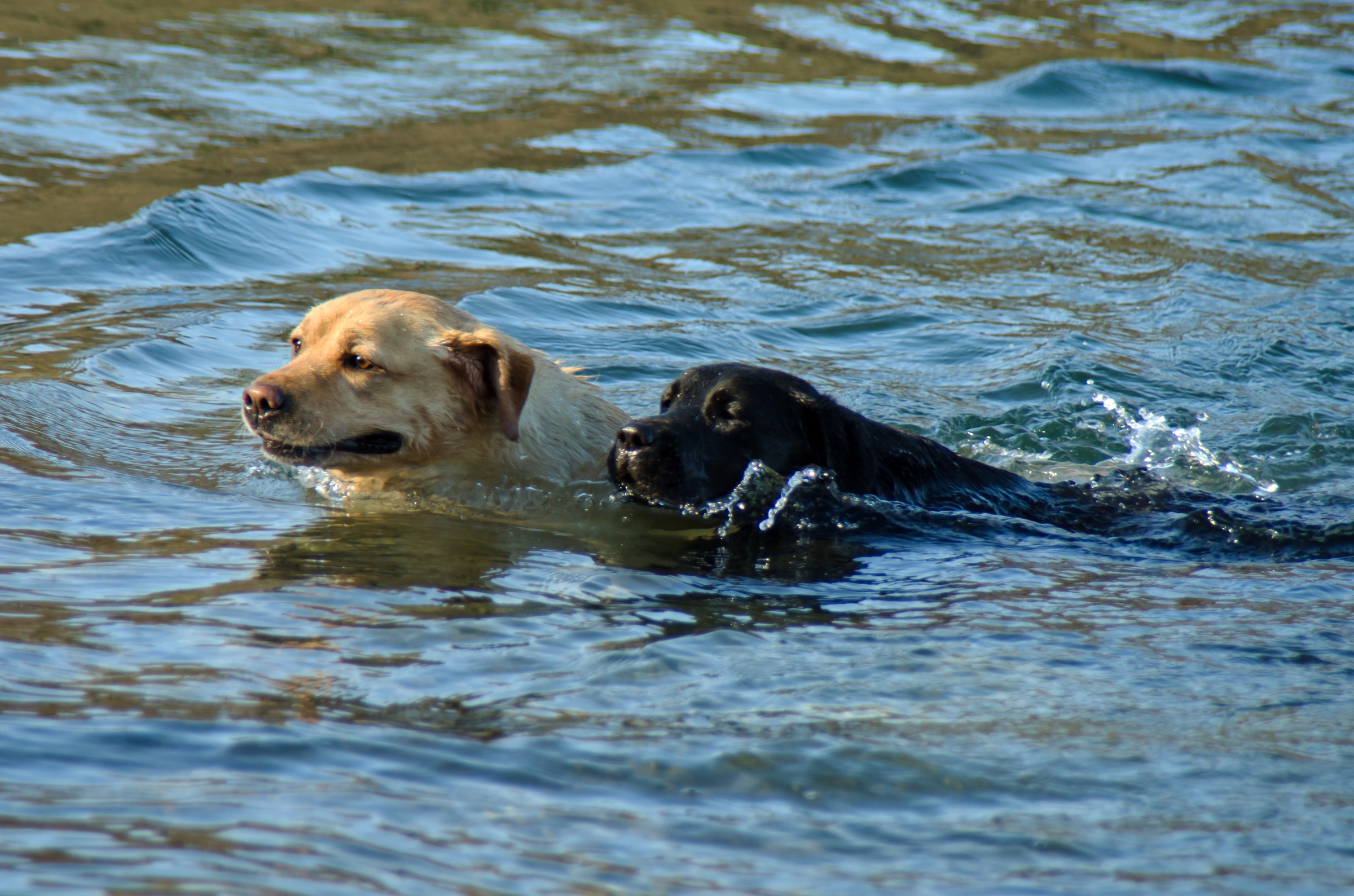 nuotiamo vicini vicini
