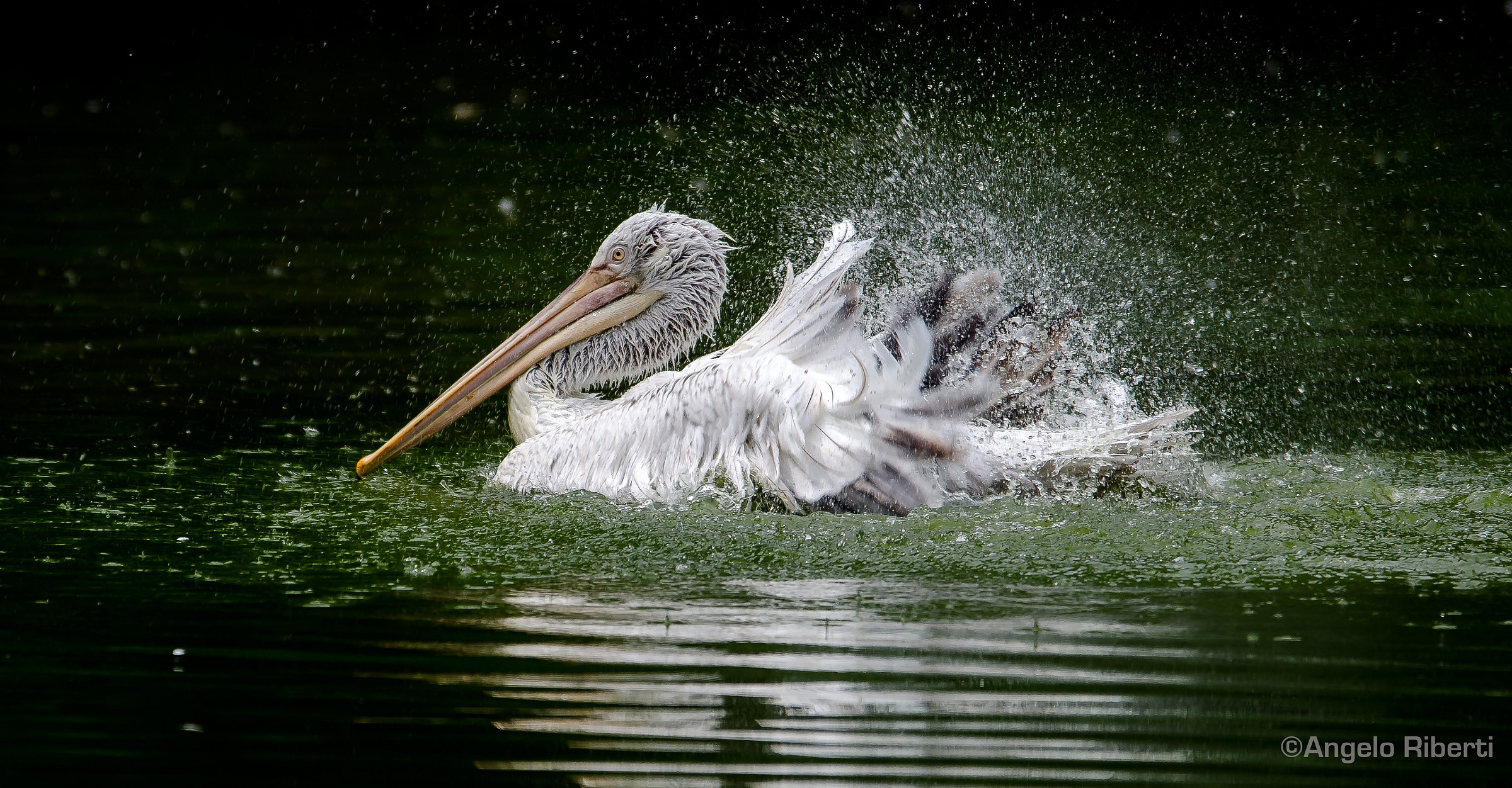Pelican at bathroom