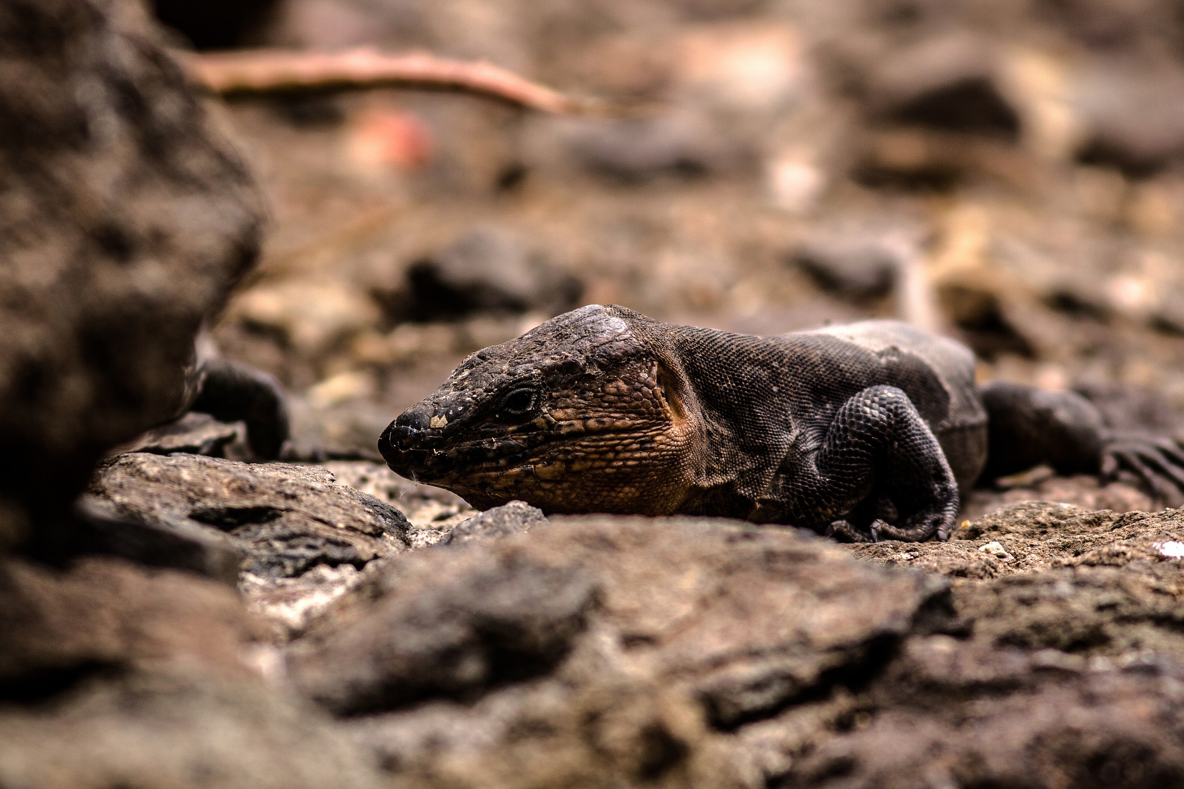 giant lizard in the Canary Islands