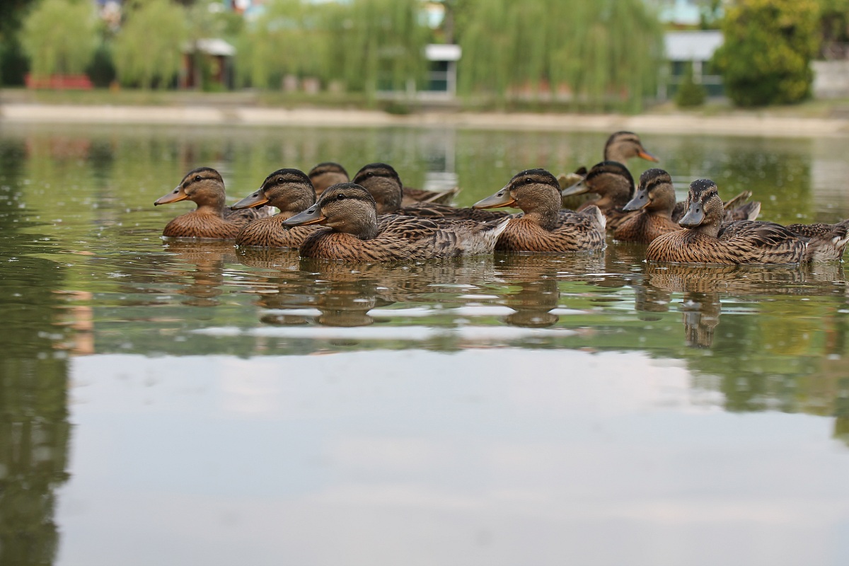 ducks in a meeting ...