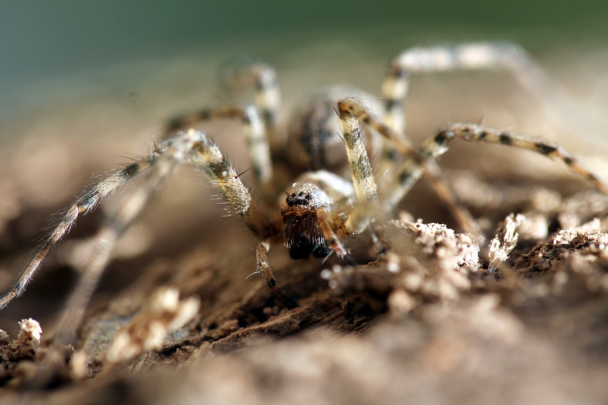 mostri in miniatura!!!