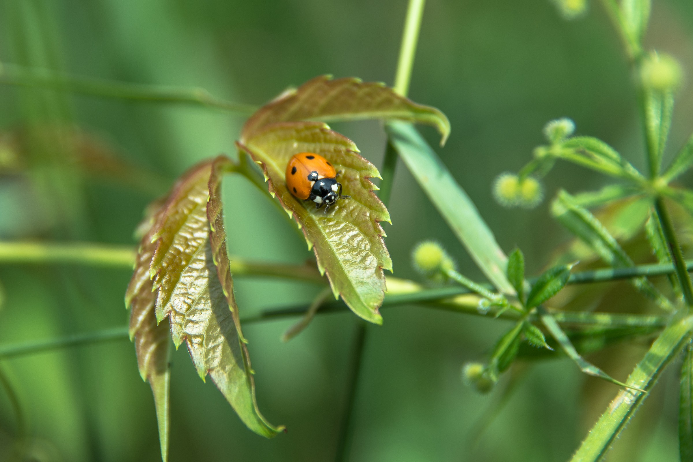 ladybug