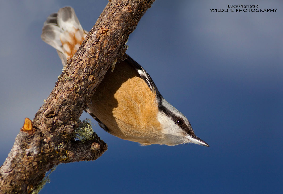 nuthatch