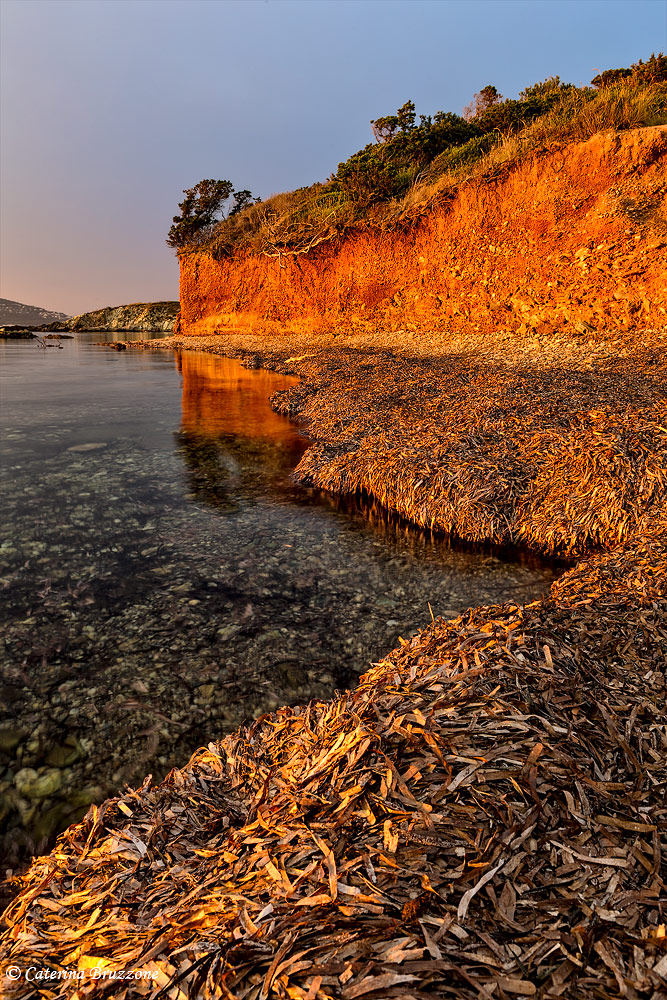 Algae in the Mandrague