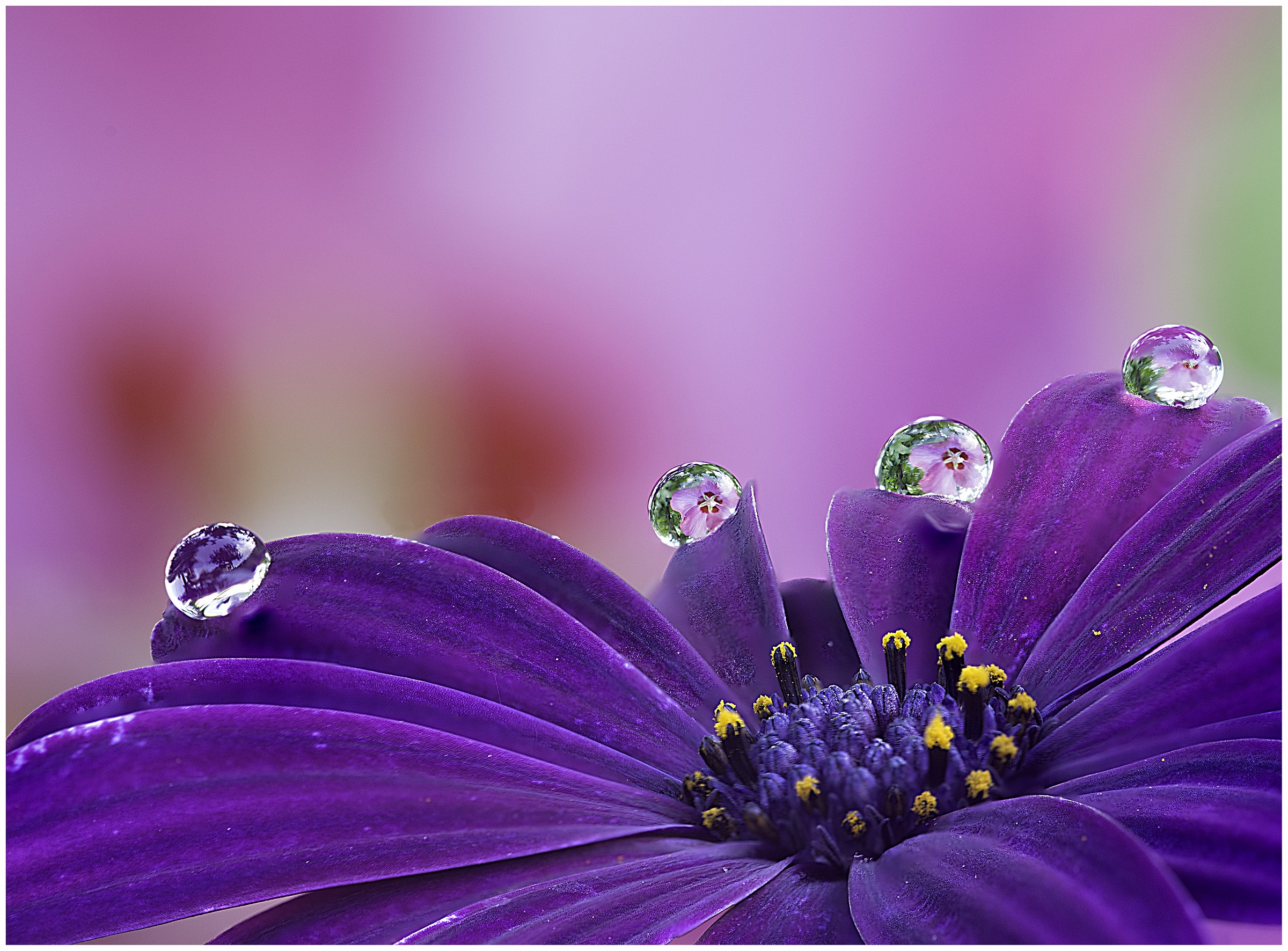 Ibisco su Margherita Viola