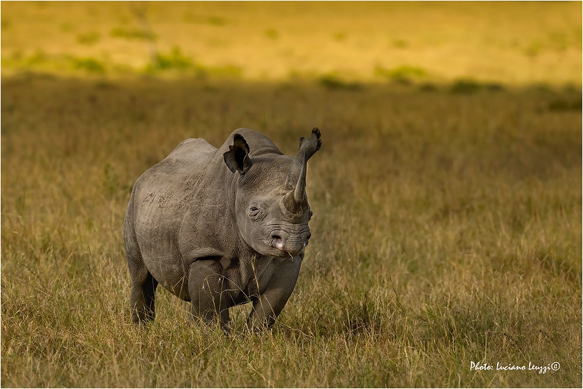 Rhino in the light