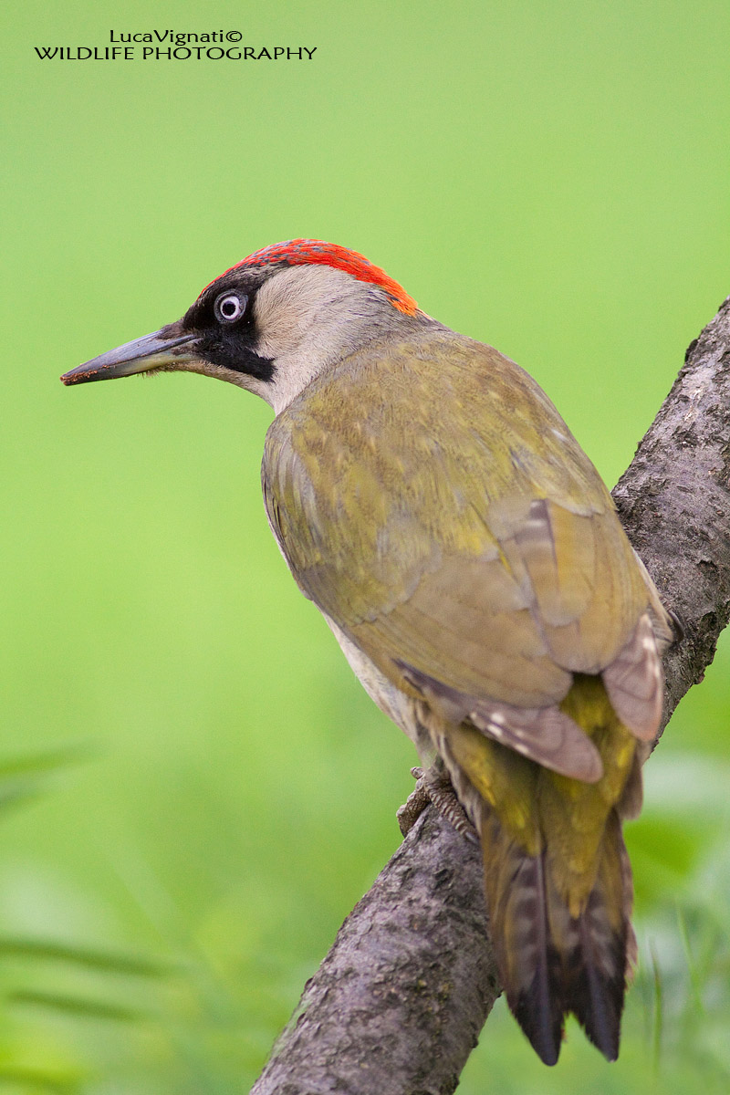 green woodpecker