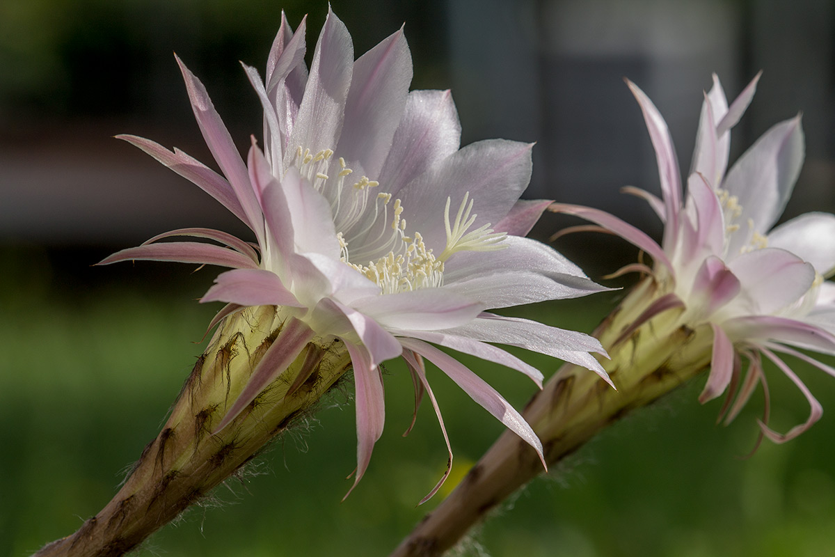 bellezza per un giorno