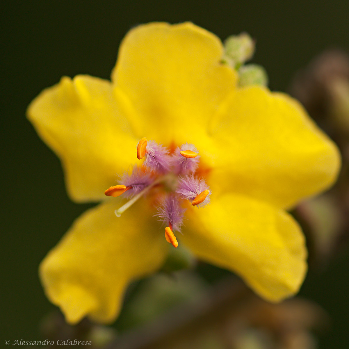 Mullein pollen