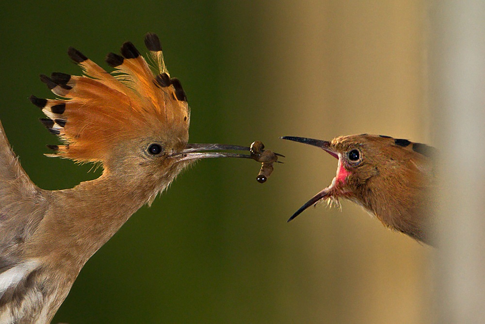 Fate of a caterpillar