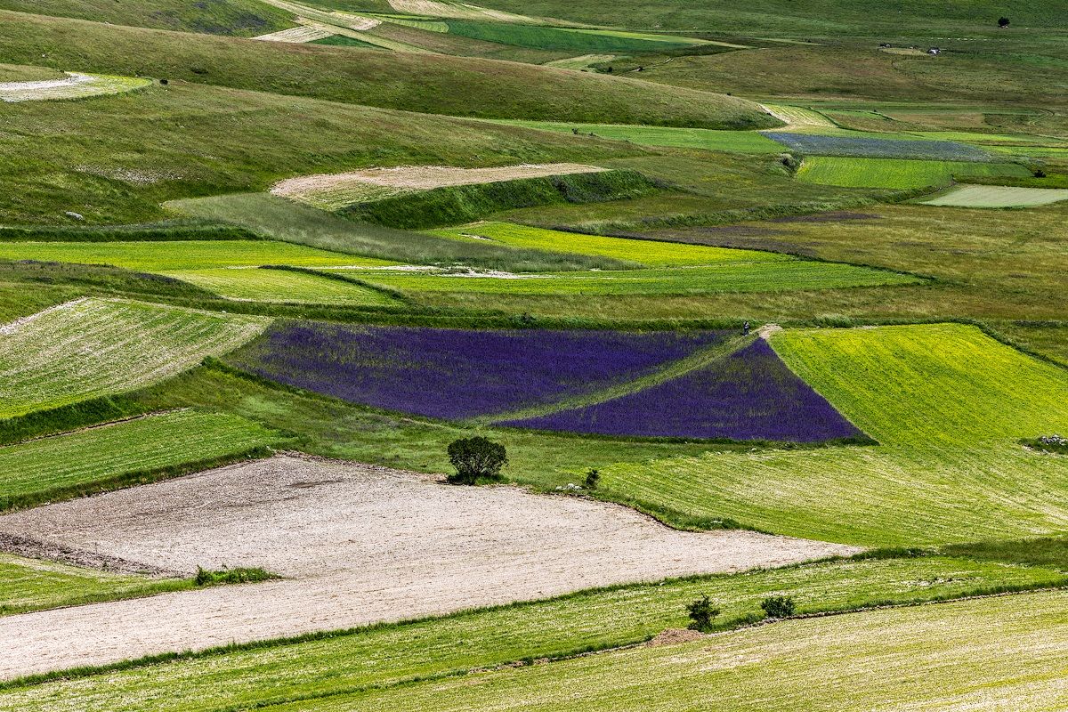 A single purple ....