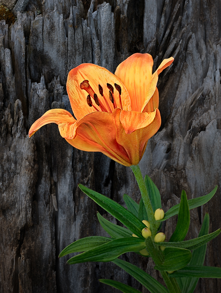 A larch felled by lightning