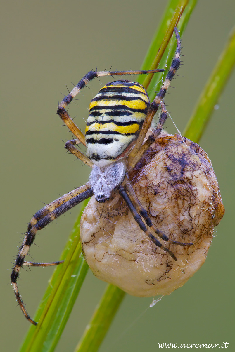 # Arachnida Argiope bruennichi