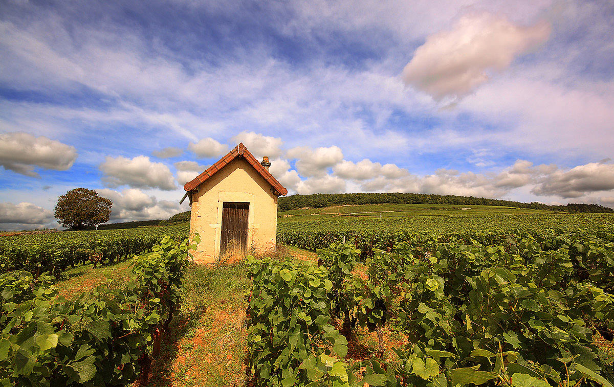 La csa del Pinot nero