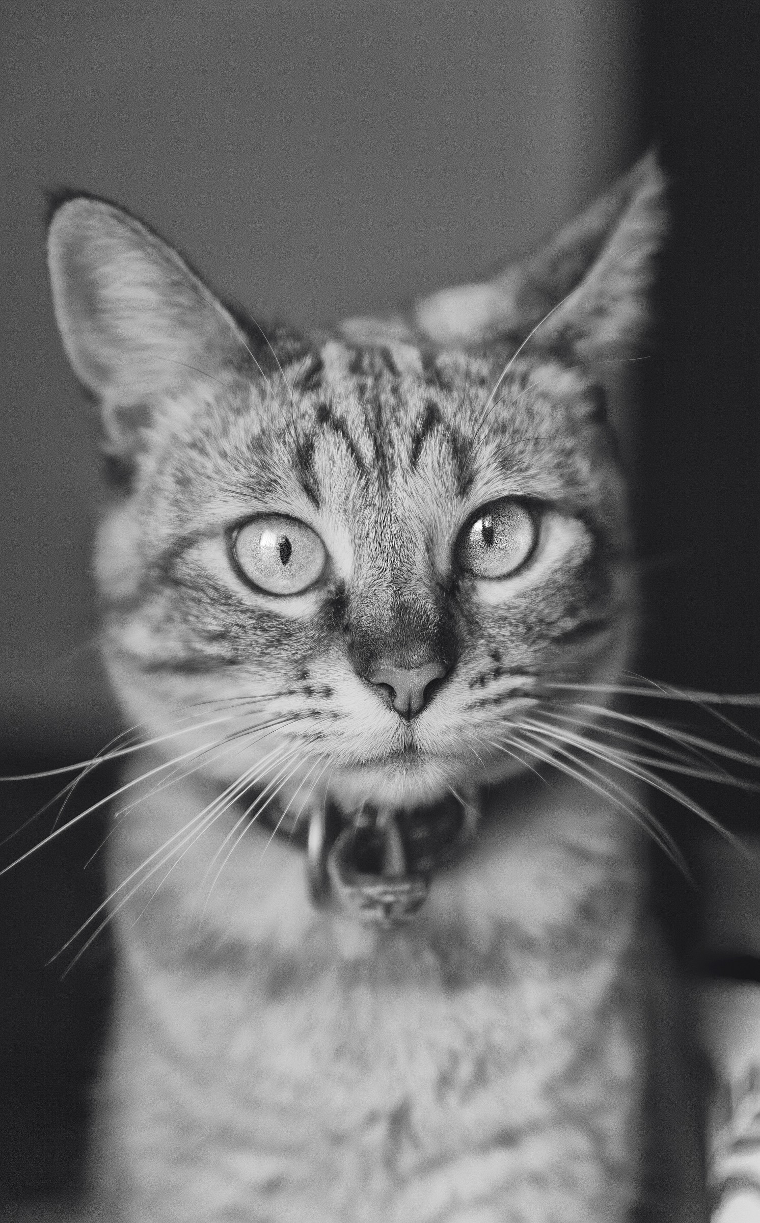 La mia piccola modella