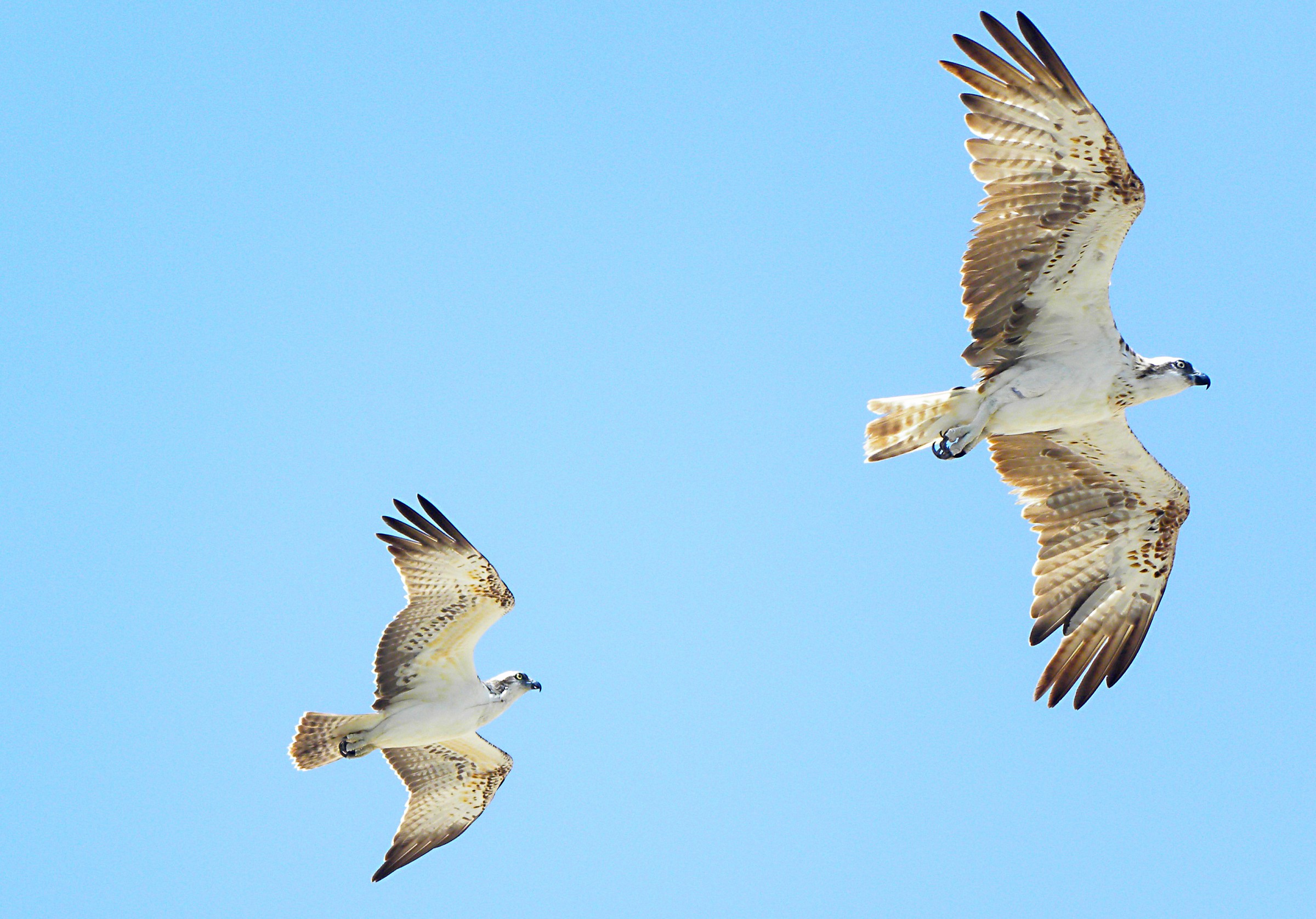 Ospreys couple in flight synchronized 2