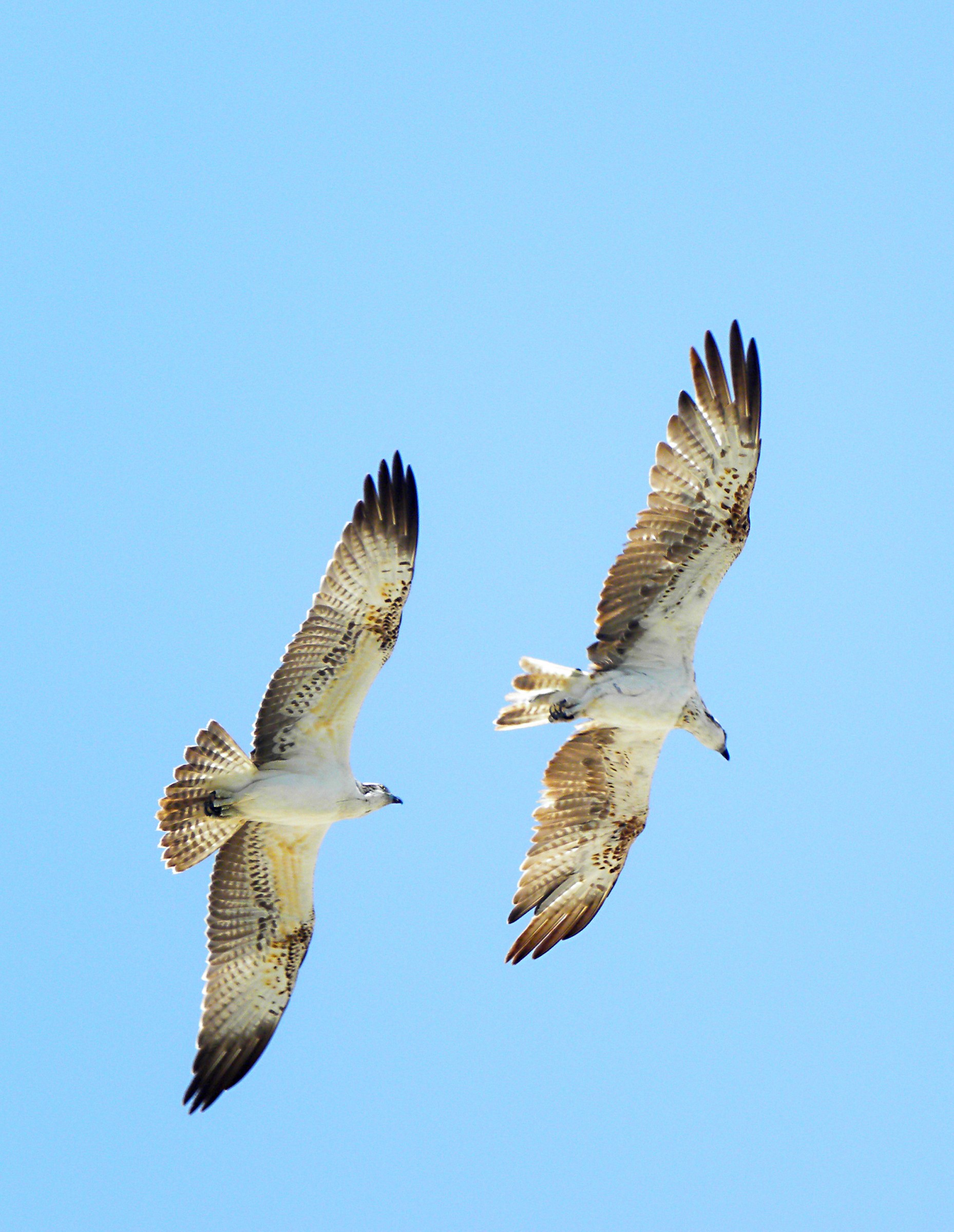 Ospreys couple in flight synchronized 3