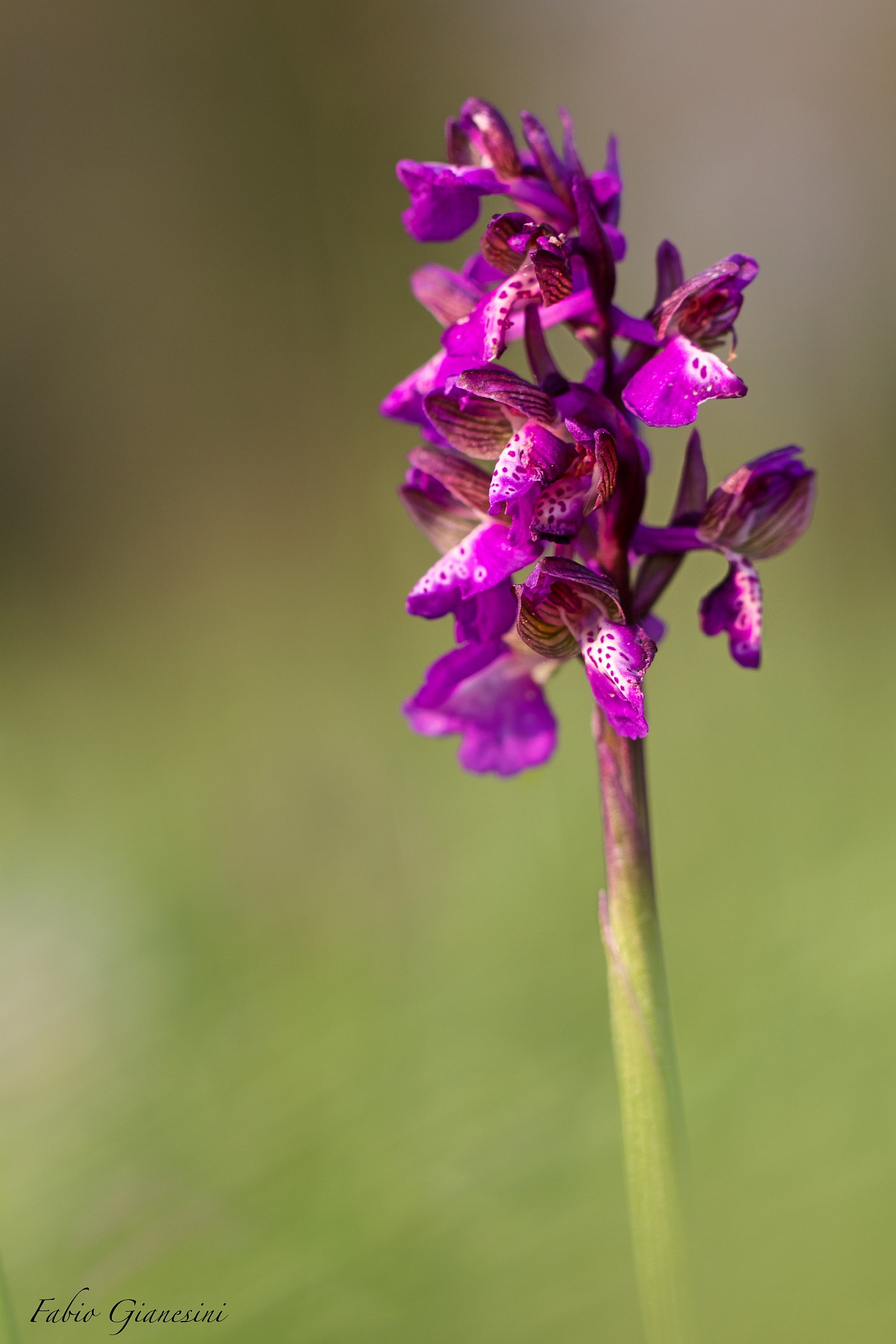 Anacamptis morio