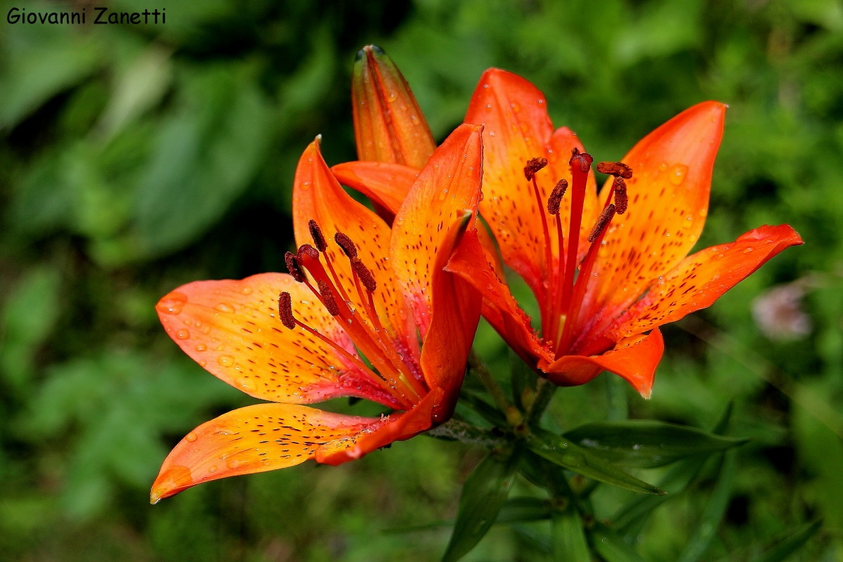 Lilium bulbiferum