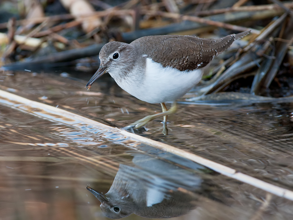 Piro piro piccolo in caccia