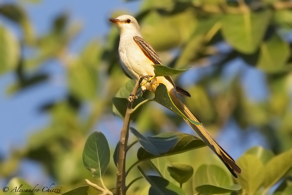 Tyrant codaforcuta northern