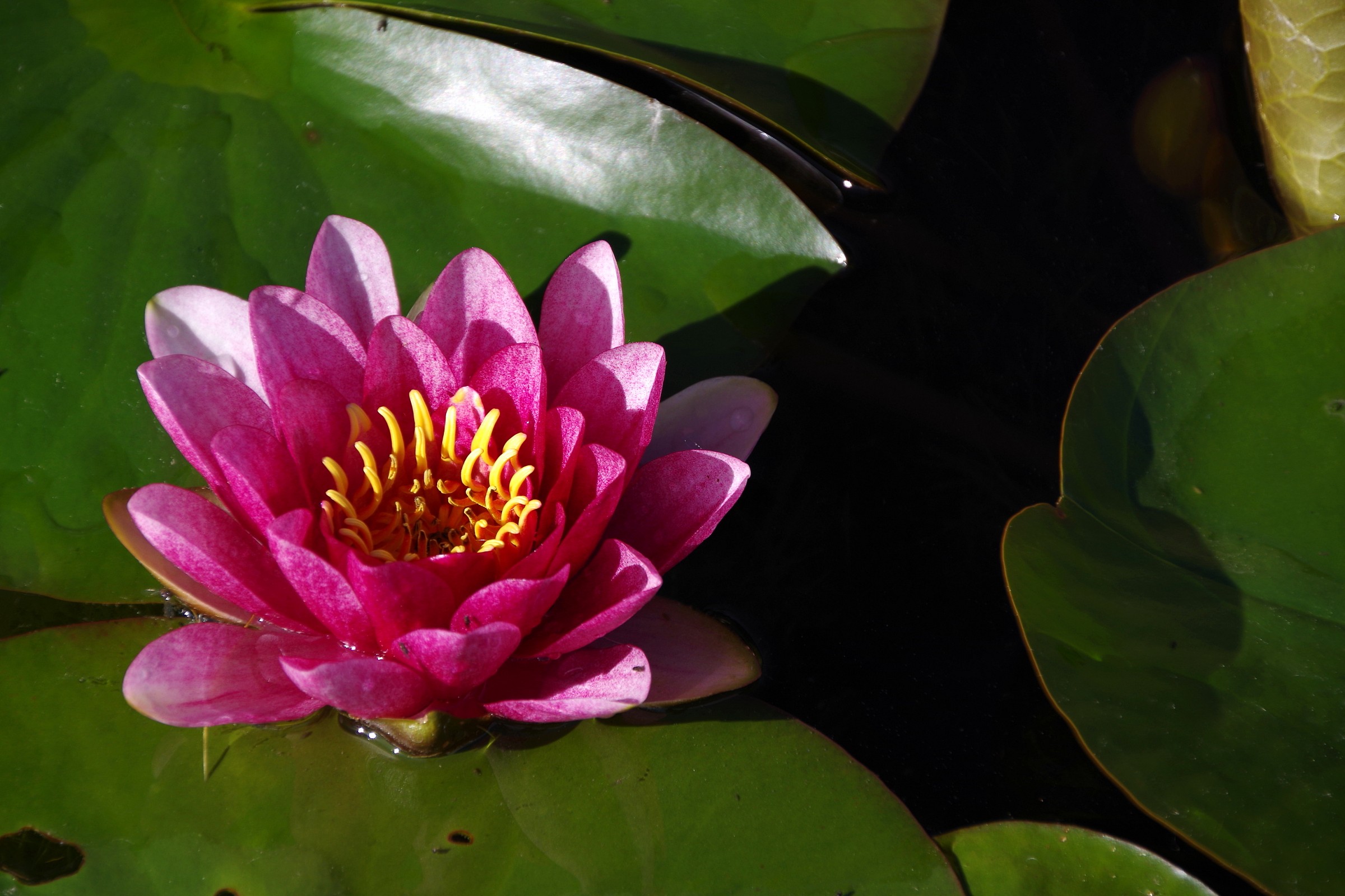 waterlily