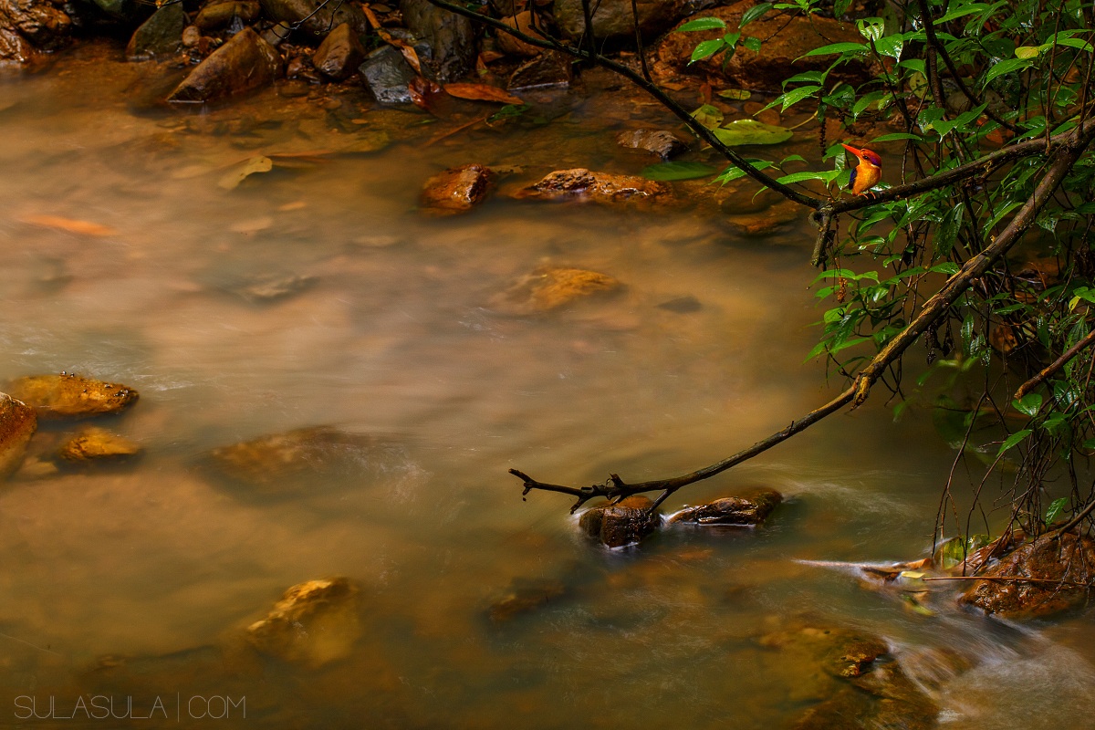 Black Backed Kingfisher | Thailand