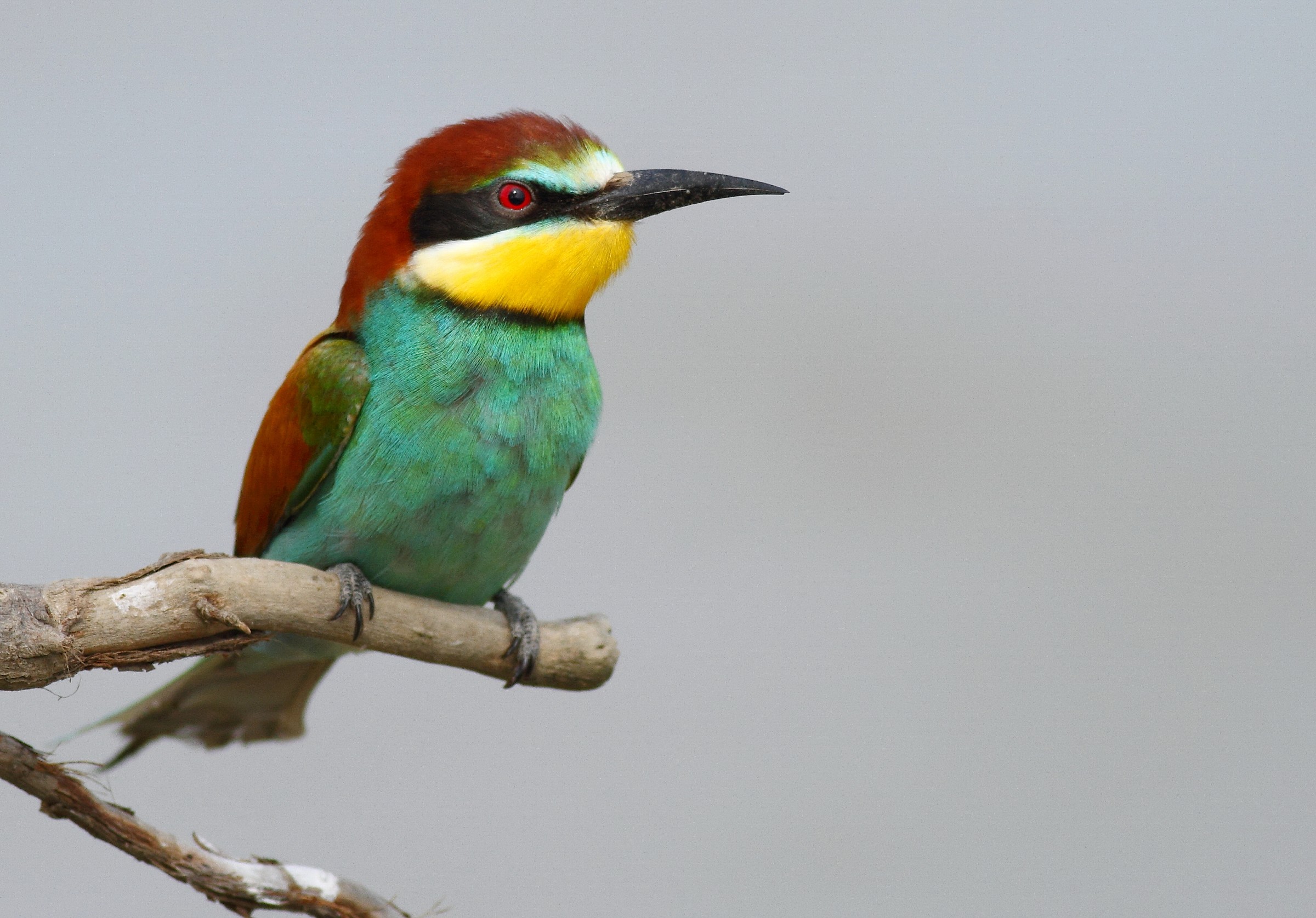 European gruccione (Merops apiaster)