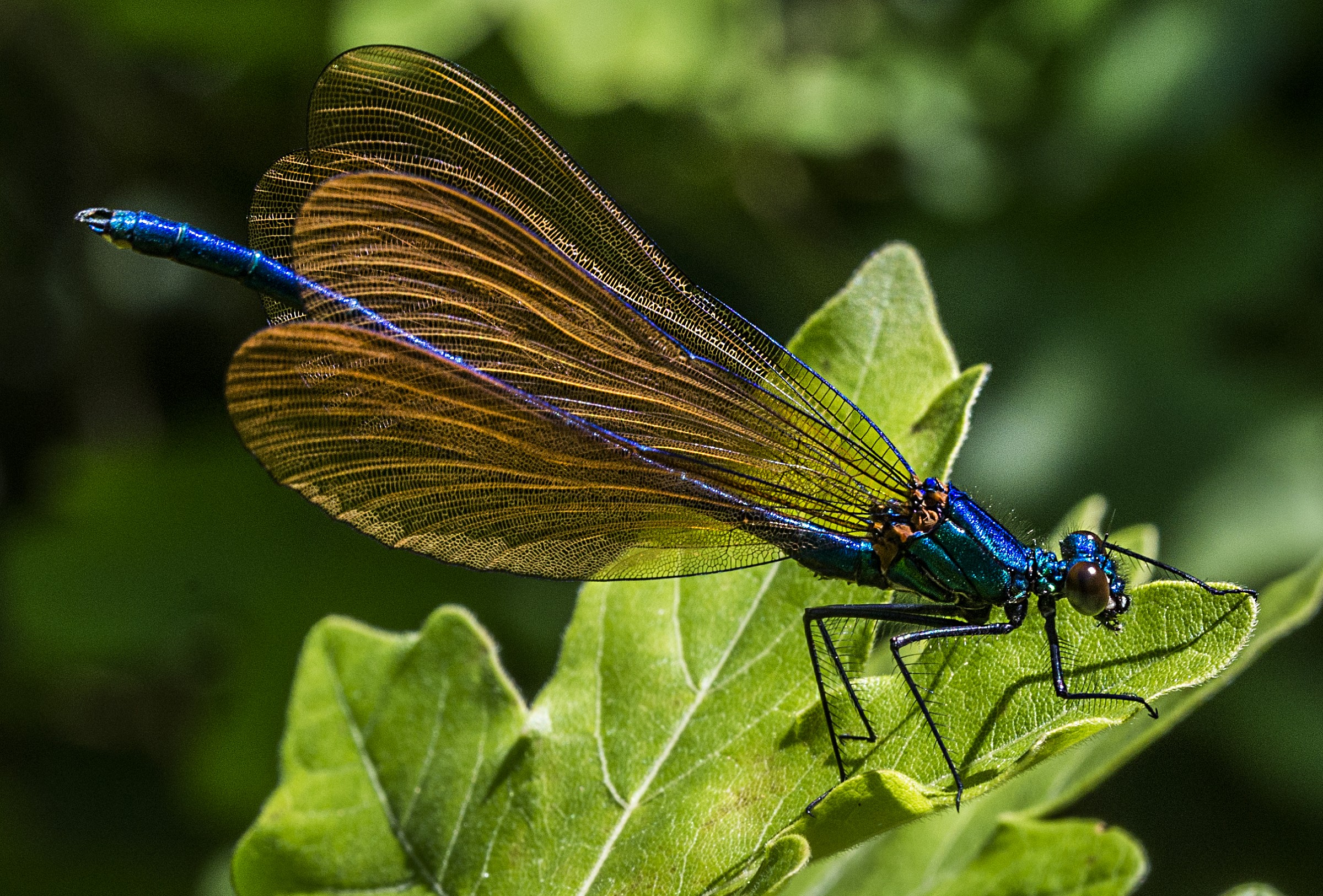 Calopteryx virgo