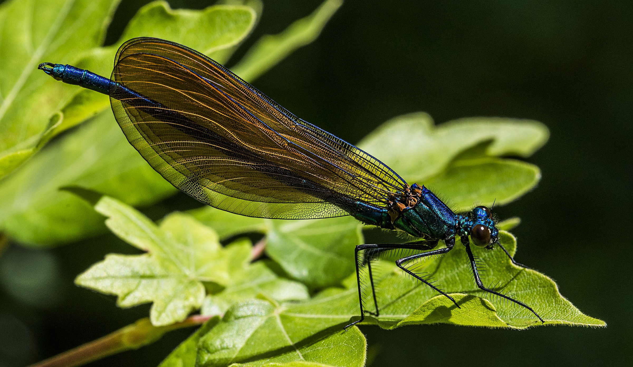 Calopteryx virgo femmina