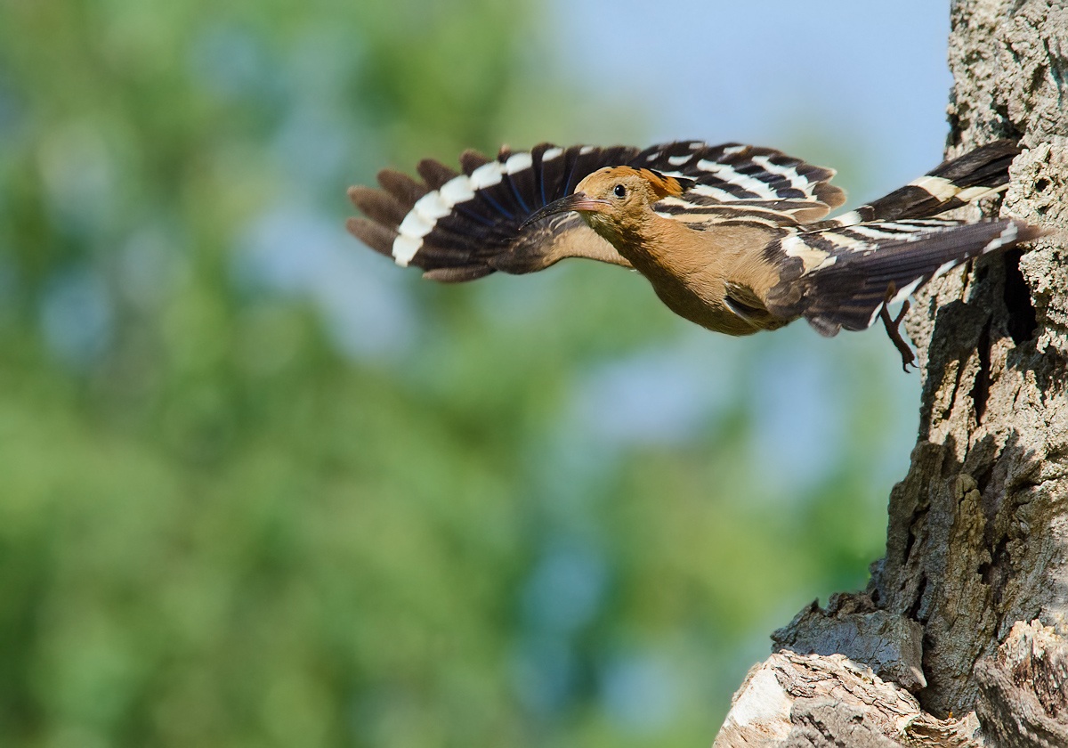 Upupa in partenza dal nido