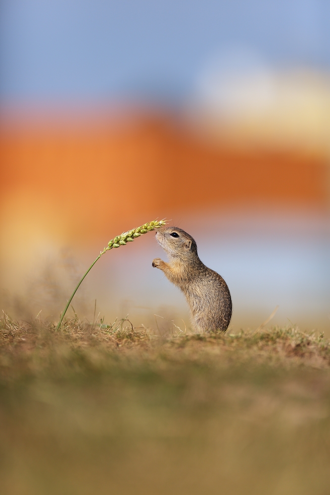 Lo scoiattolo terra europea